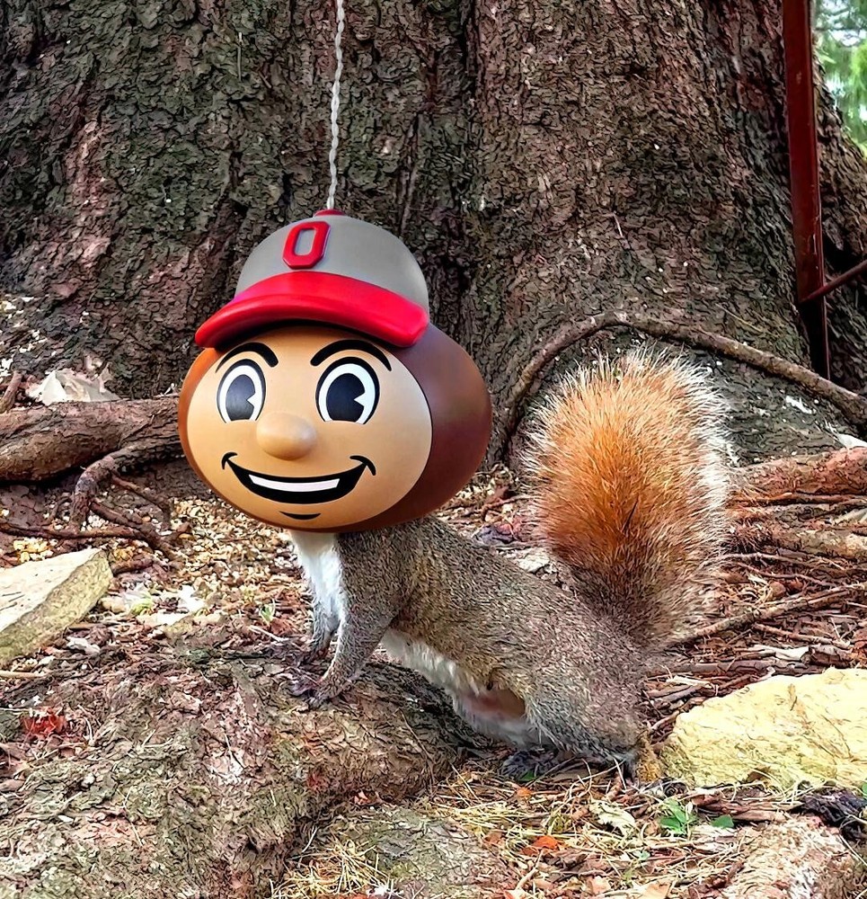 Ohio State Brutus Buckeye Squirrel Feeder
