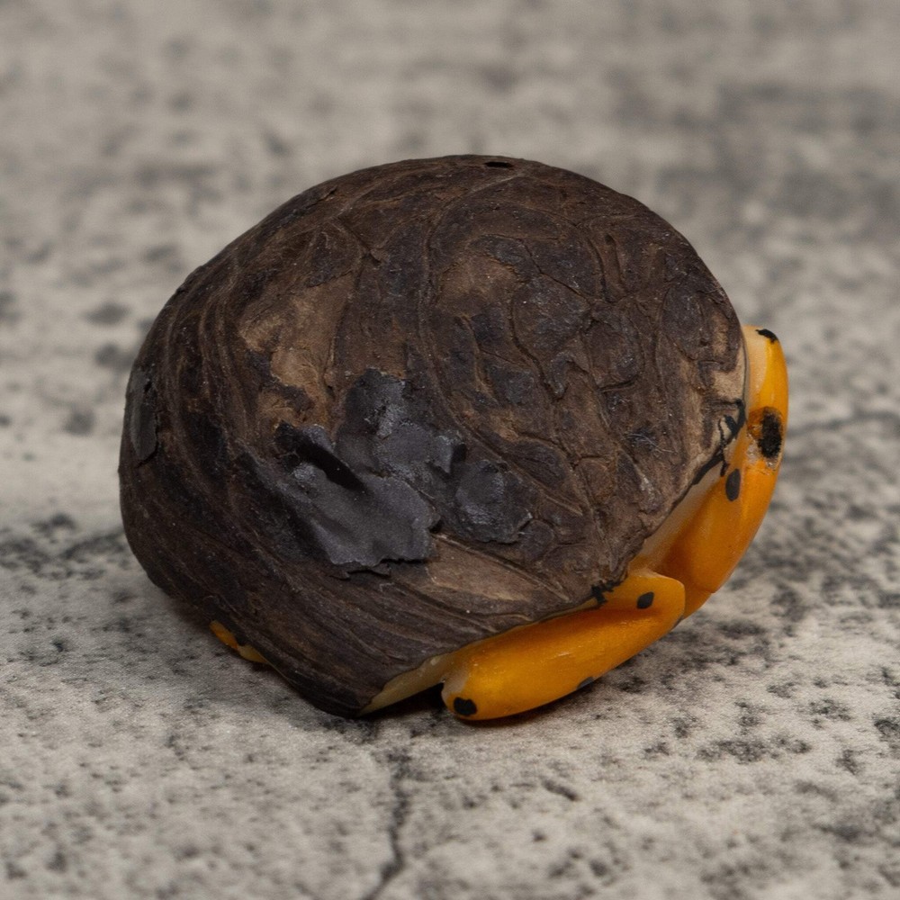 Golden Frog Tagua Carving