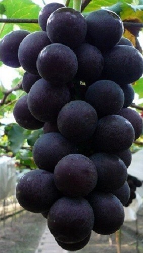 GRAPE "KYOHO" 3 grape vines cuttings