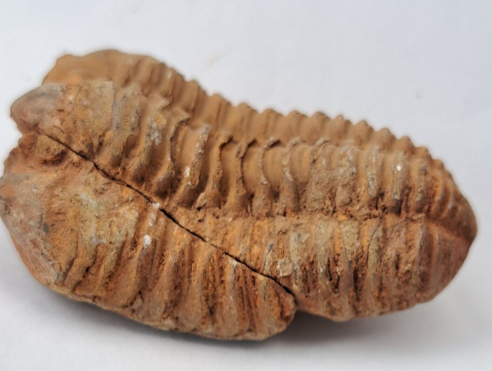 Authentic Ancient Diacalymene Trilobite Fossil
