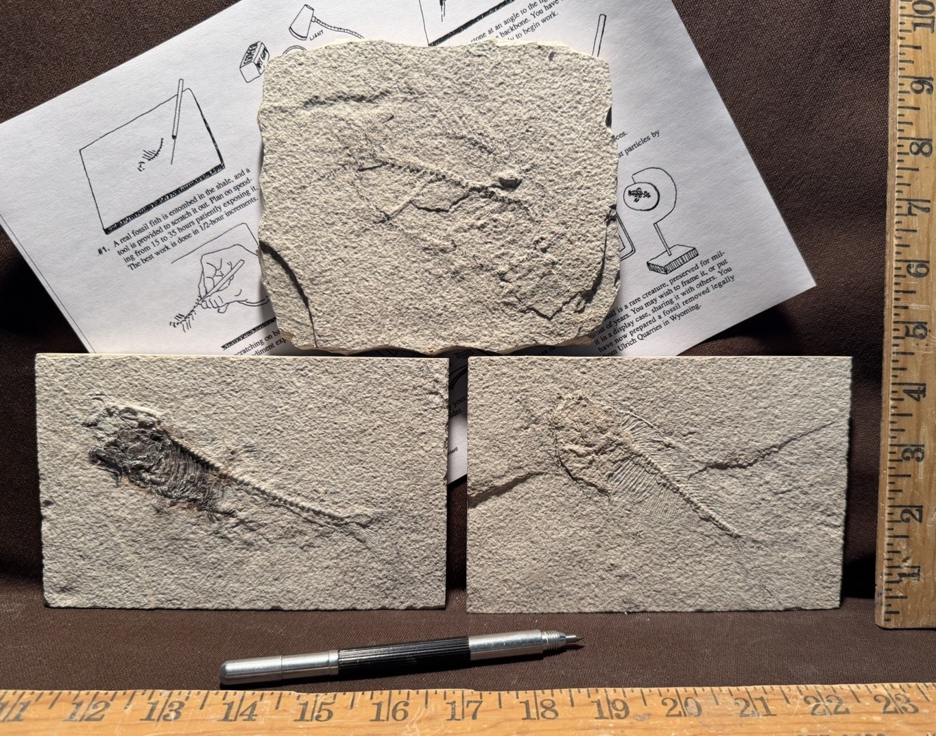 Unprepared Fish Fossils Green River Formation Wyoming Eocene