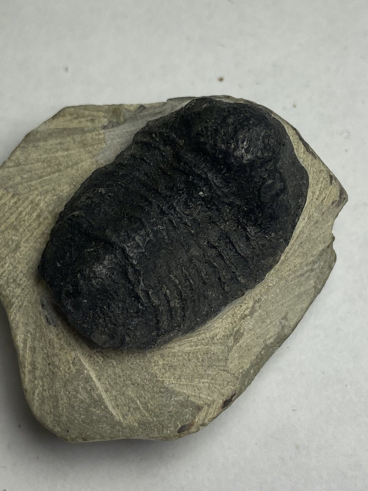 trilobite fossil