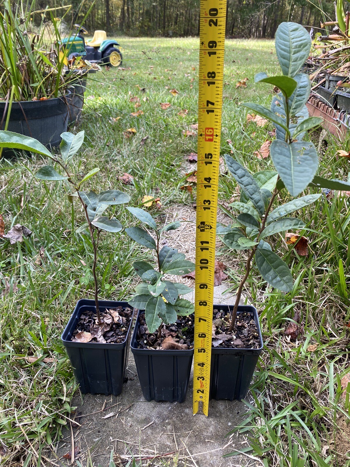 Tea Plant | Camellia sinensis | Black, Oolong, Green Tea