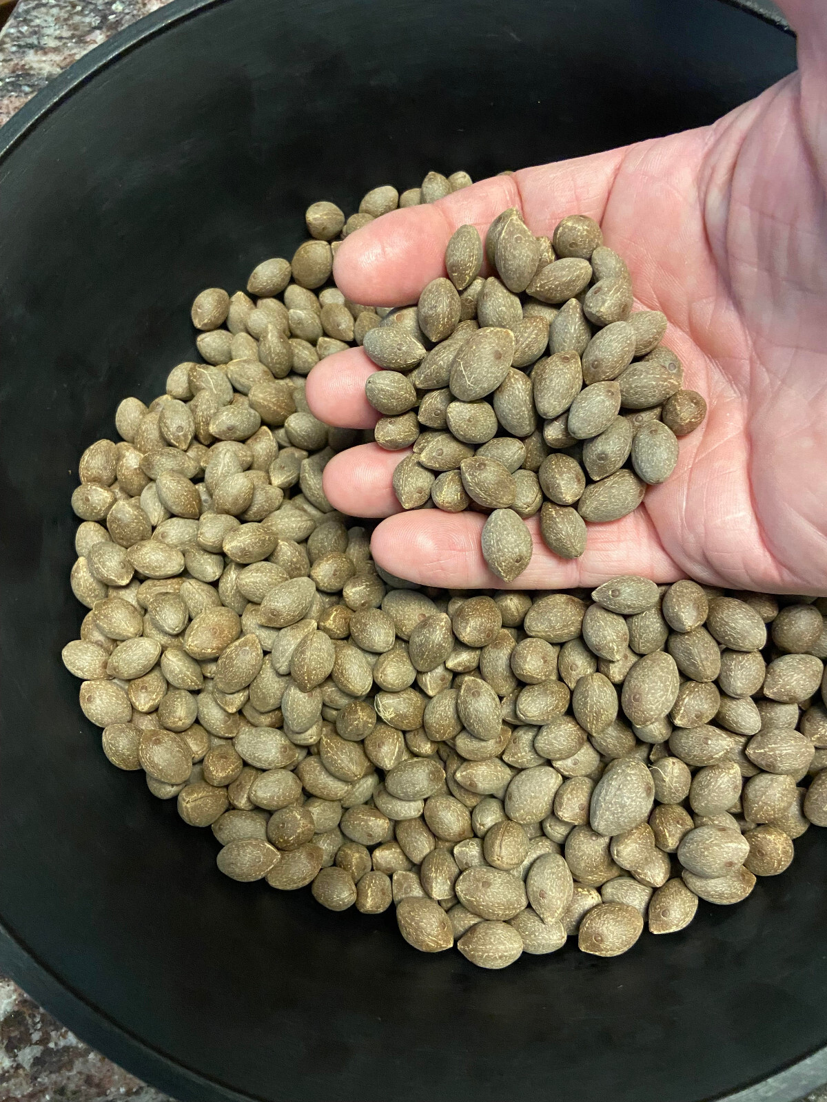 Butiagrus Seeds! F1 Hybrid Mule Palm Seeds. Rarely Ever Offered! Cold Hardy!