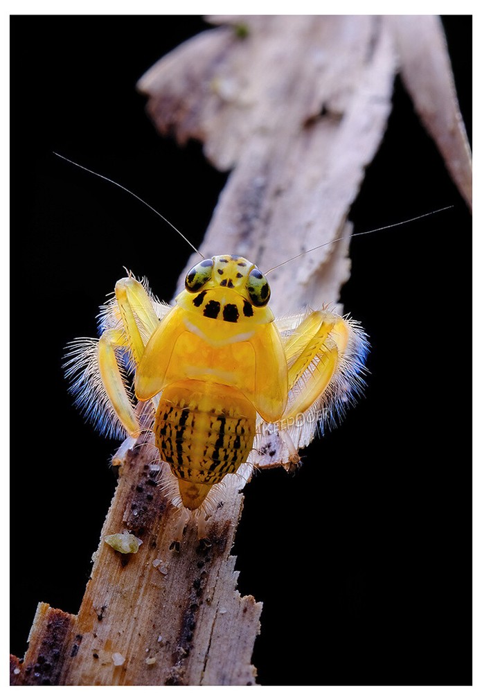 Macro Photography Reflector Cover Soft Box Diffuser For Flash Lamp Flashlight