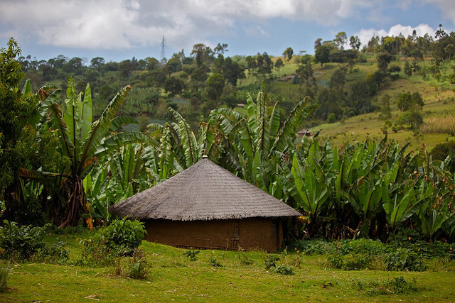 ETHIOPIAN YIRGACHEFFE COFFEE BEANS MEDIUM ROASTED 5 POUNDS