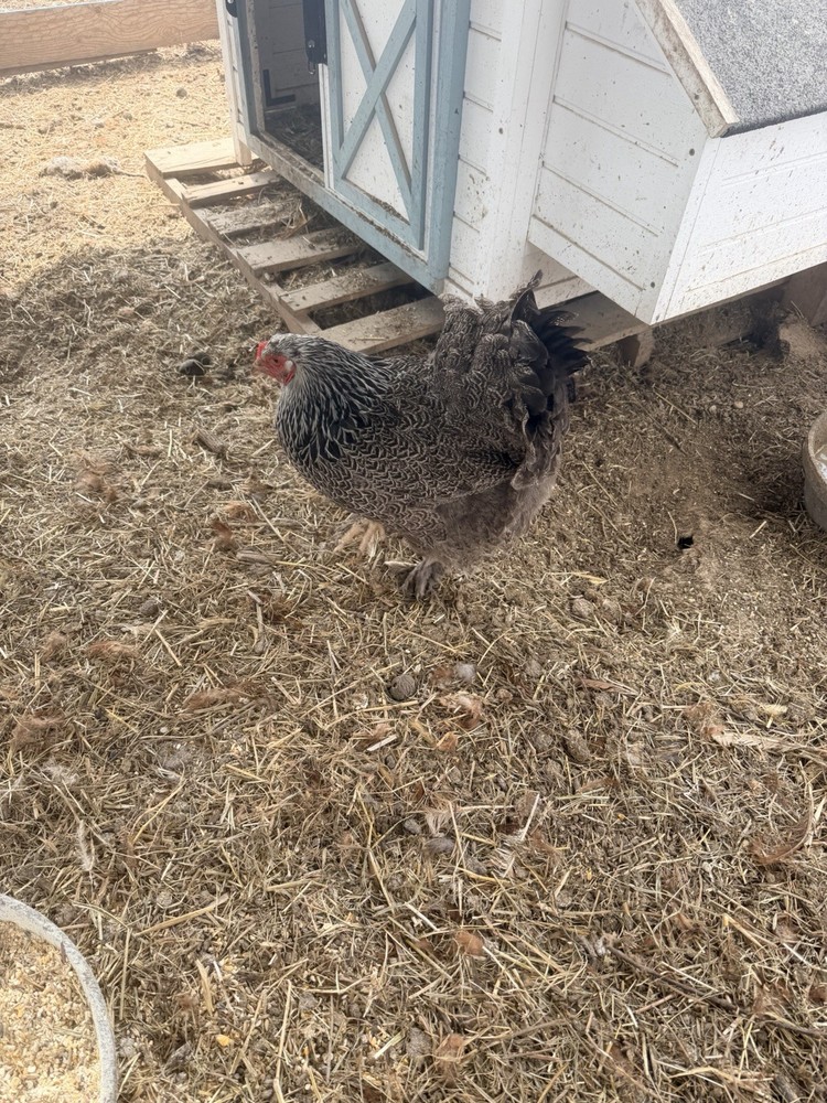 Dark Brahma Hatching Eggs