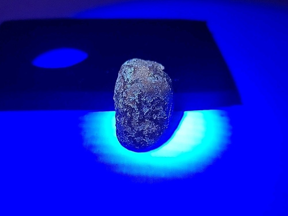 Fossil Dinosaur Tooth Unknown Species
