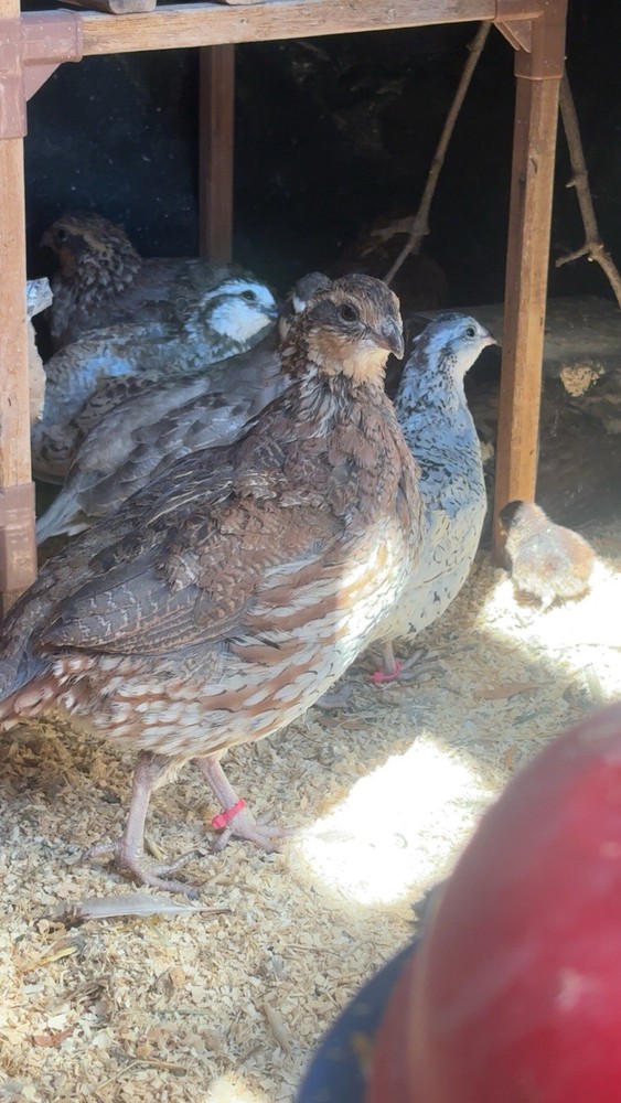 6+ Mixed Bobwhite Hatching Eggs