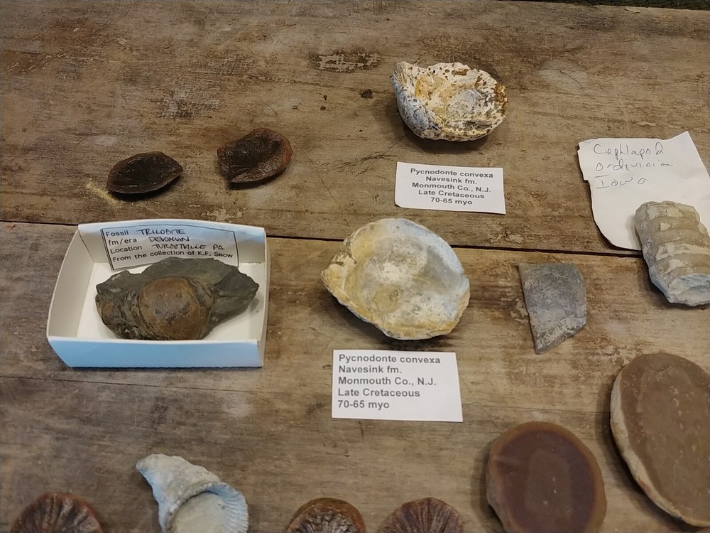 Fossil Lot 24 Total Pieces