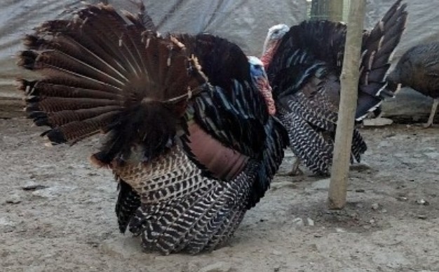 12 Eastern Wild Turkey Hatching Eggs