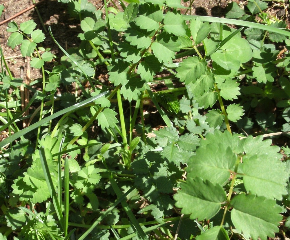 FOOD PLOT seed - 1 lb Small Burnett - MAXI-RACK