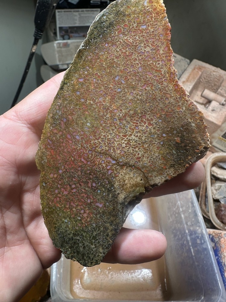 Dinosaur bone rough **hxtled  end cut.