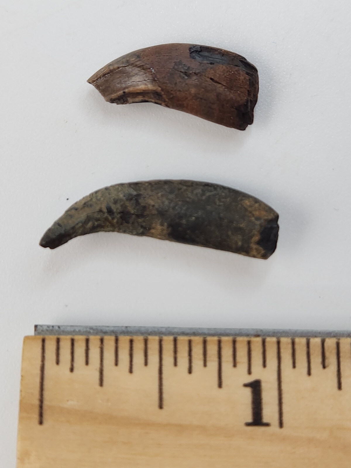 Raccoon Rooted Upper Canine Tooth Fossil - Florida Pleistocene - 1 Per Purchase