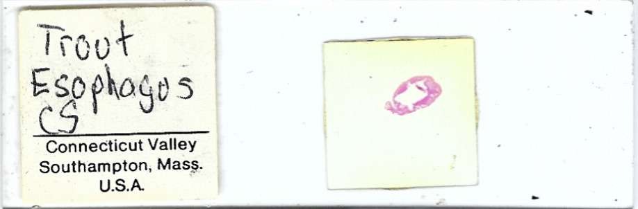 Trout Esophagus Microscope Slide