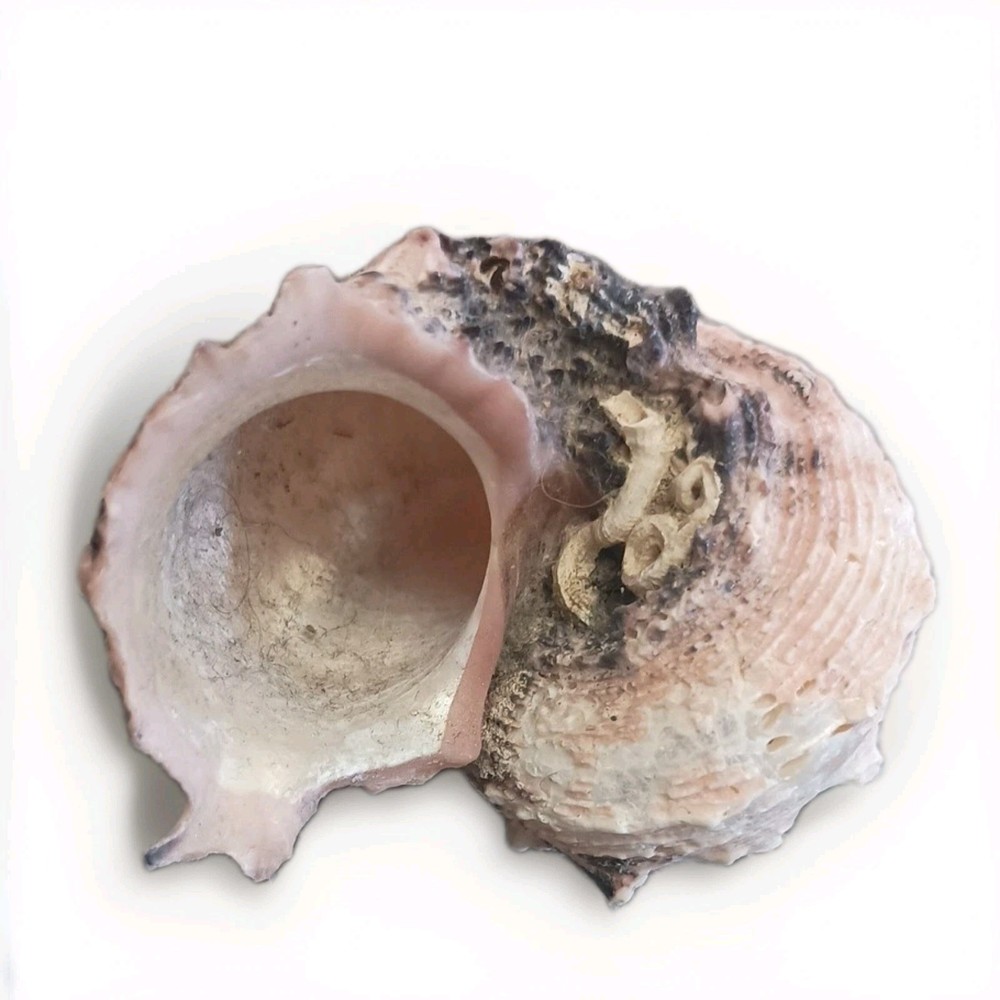 Natural Delphinula Seashell Shell