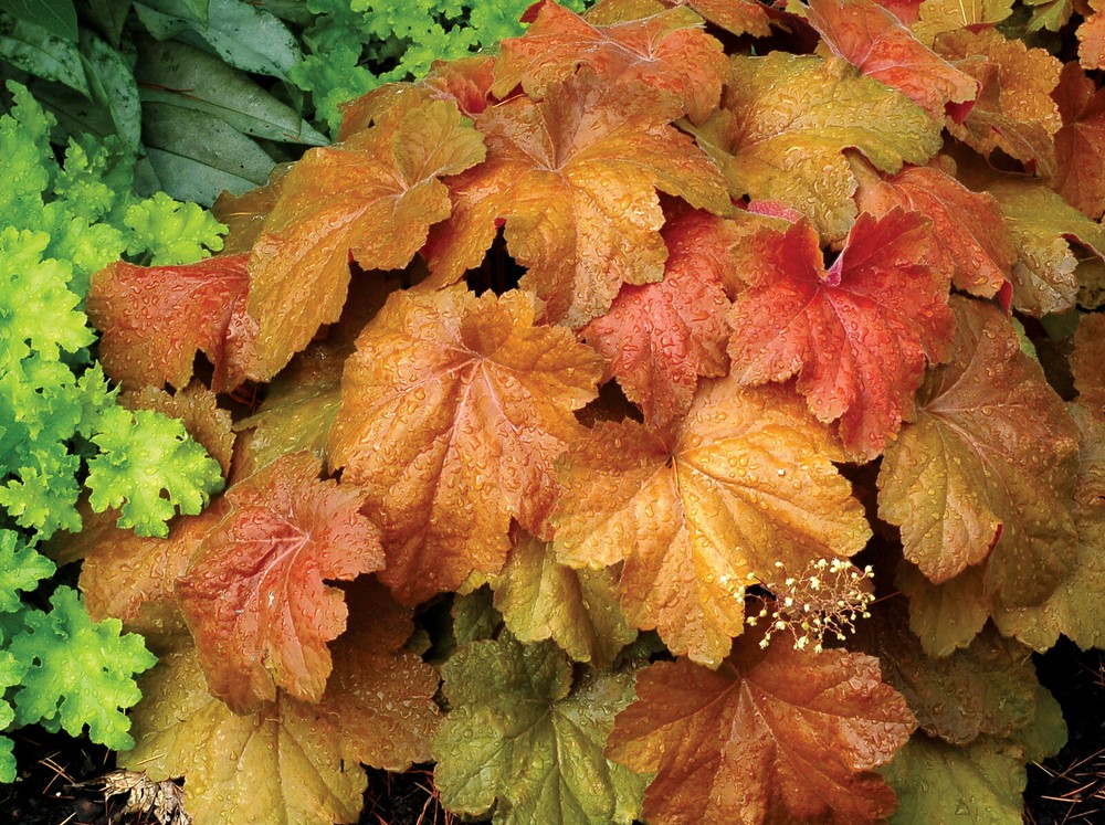 HEUCHERA 'SOUTHERN COMFORT'-  STARTER PLANT