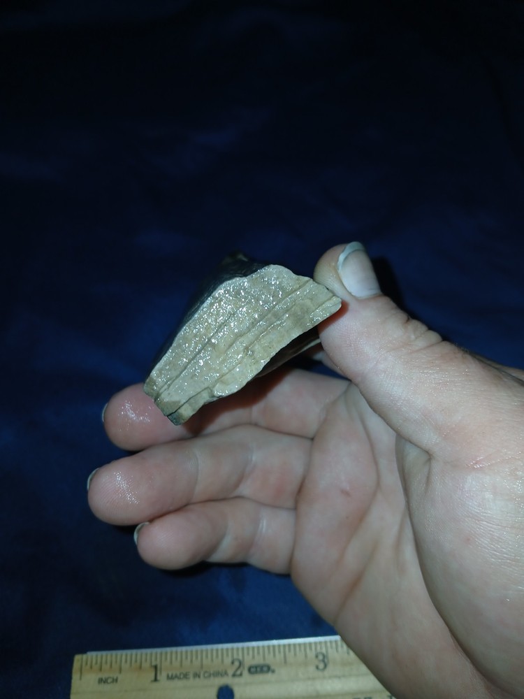 4 oz Texas Petrified Wood