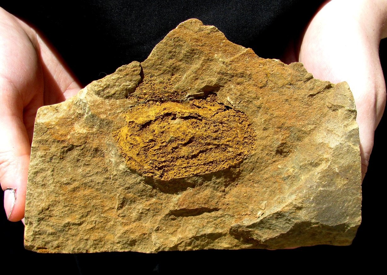 TOP QUALITY LOWER CAMBRIAN CAMPTOSTROMA RODDYI ECHINODERM- GREAT FORM & DISPLAY!