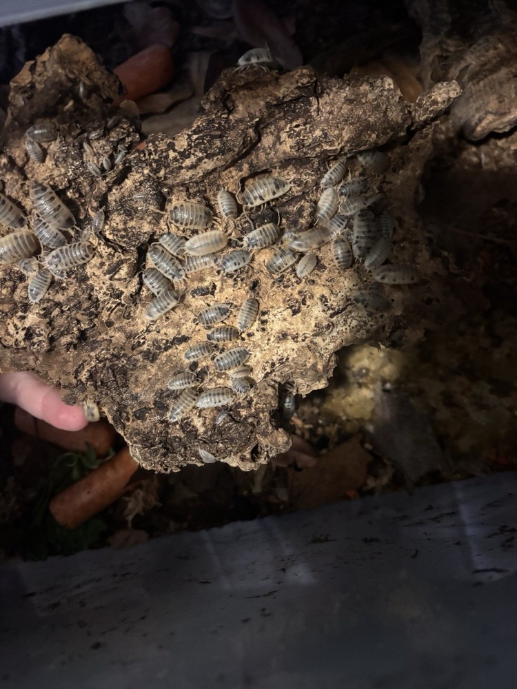 Dairy cow 30+ Isopods