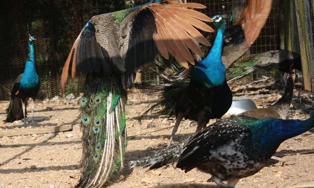 4 Peacock Hatching Eggs