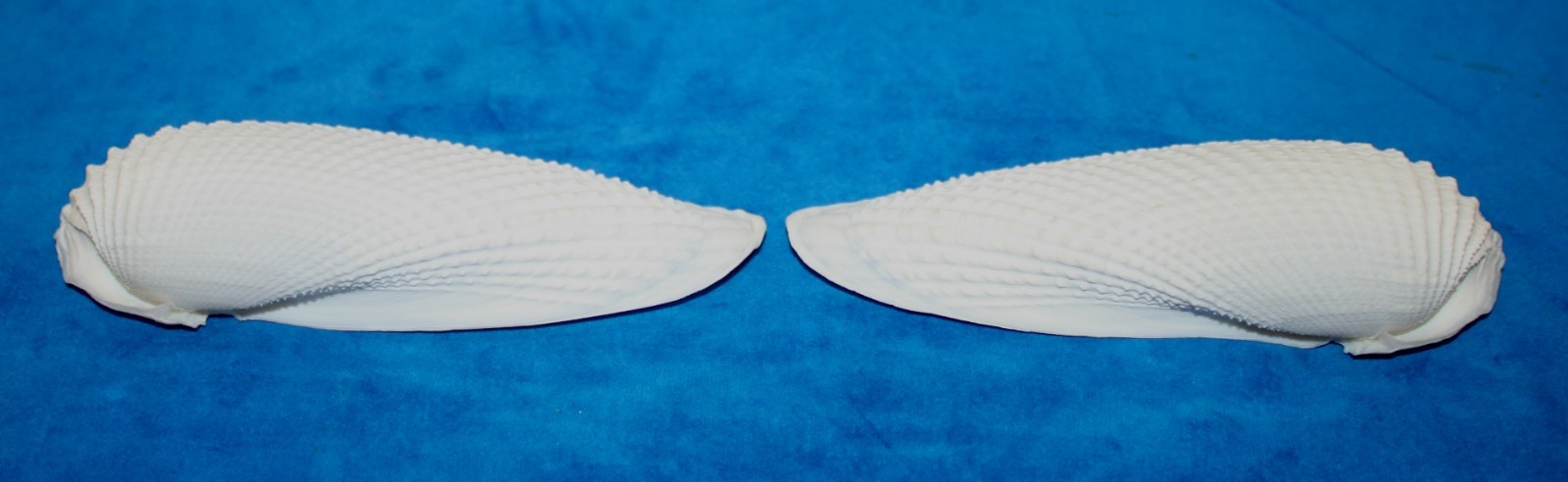 Seashell Angel Wings GIANT cyrtopleura costata Florida 146mm F+ #S-17