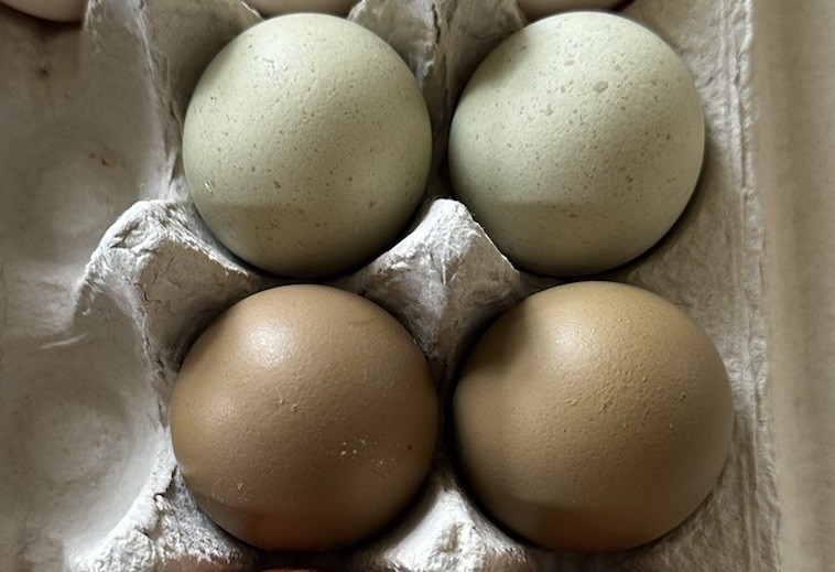 4+2  Hatching Eggs Olive Egger, Easter Egger Avian Flu neg NPIP Dark green eggs