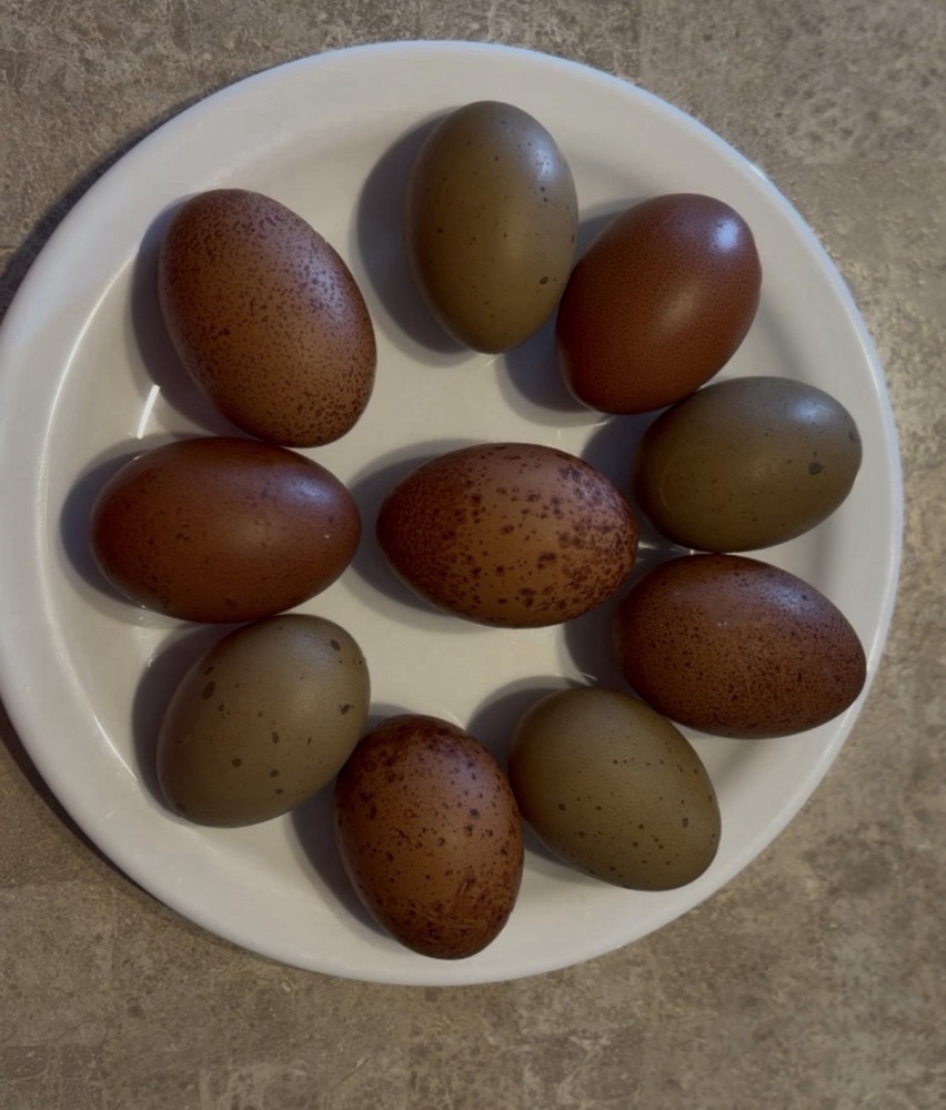 Fertile Hatching Eggs