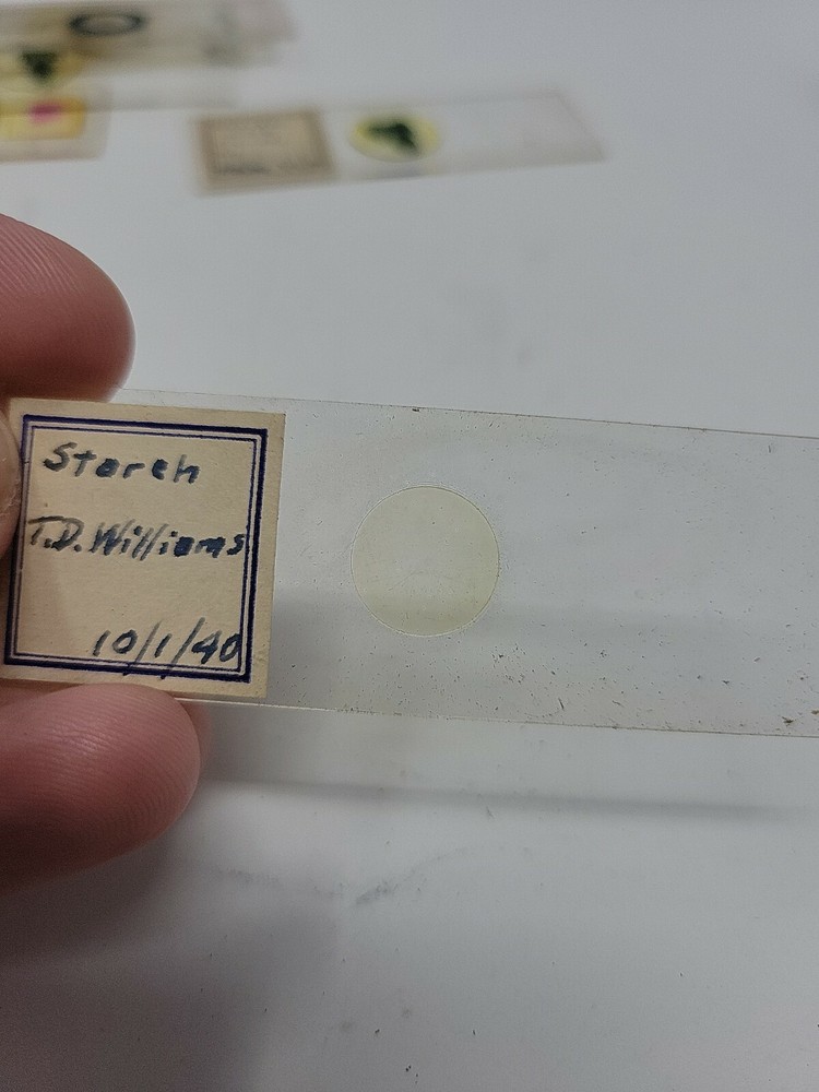 Vintage Microscope Slide 1940