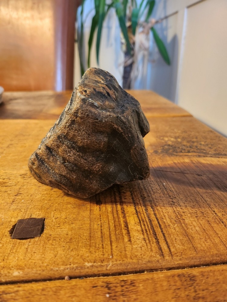 Fossilised tooth found in Happisbugh