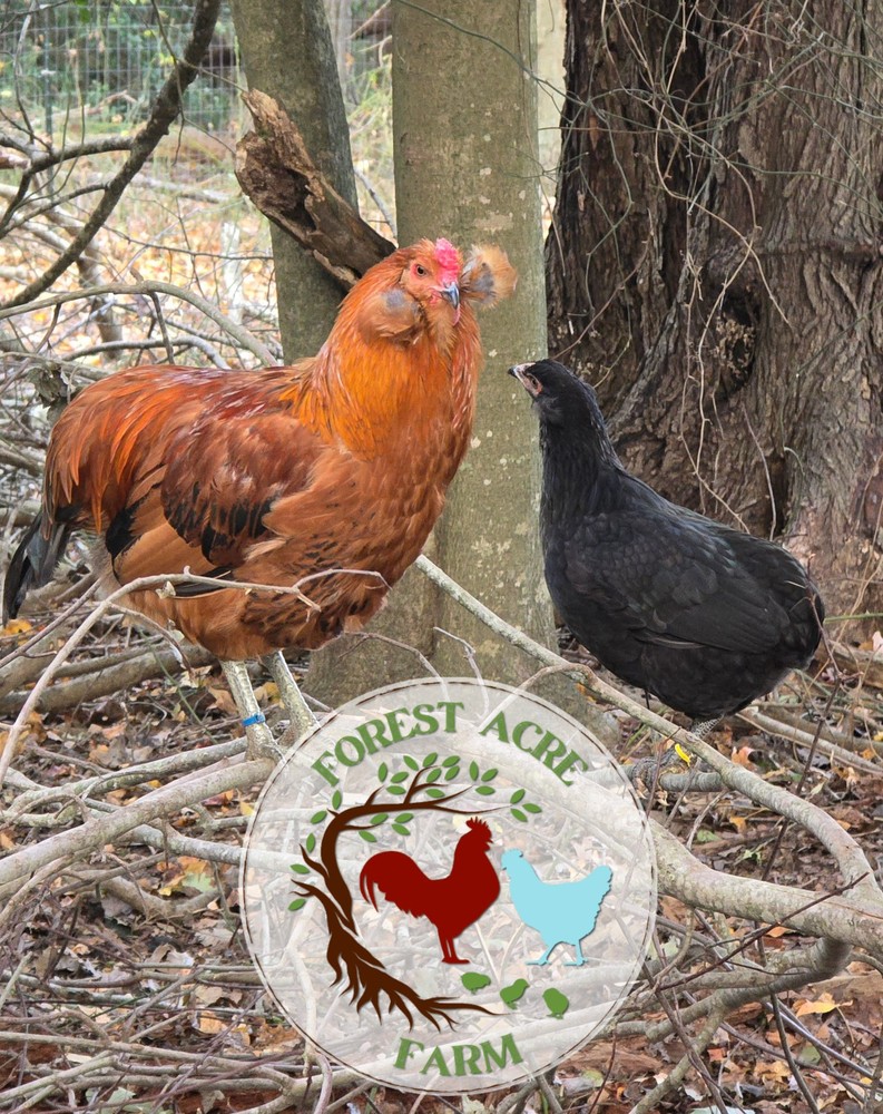 ARAUCANA HATCHING EGGS - 10+ Standard size - Multi Colors