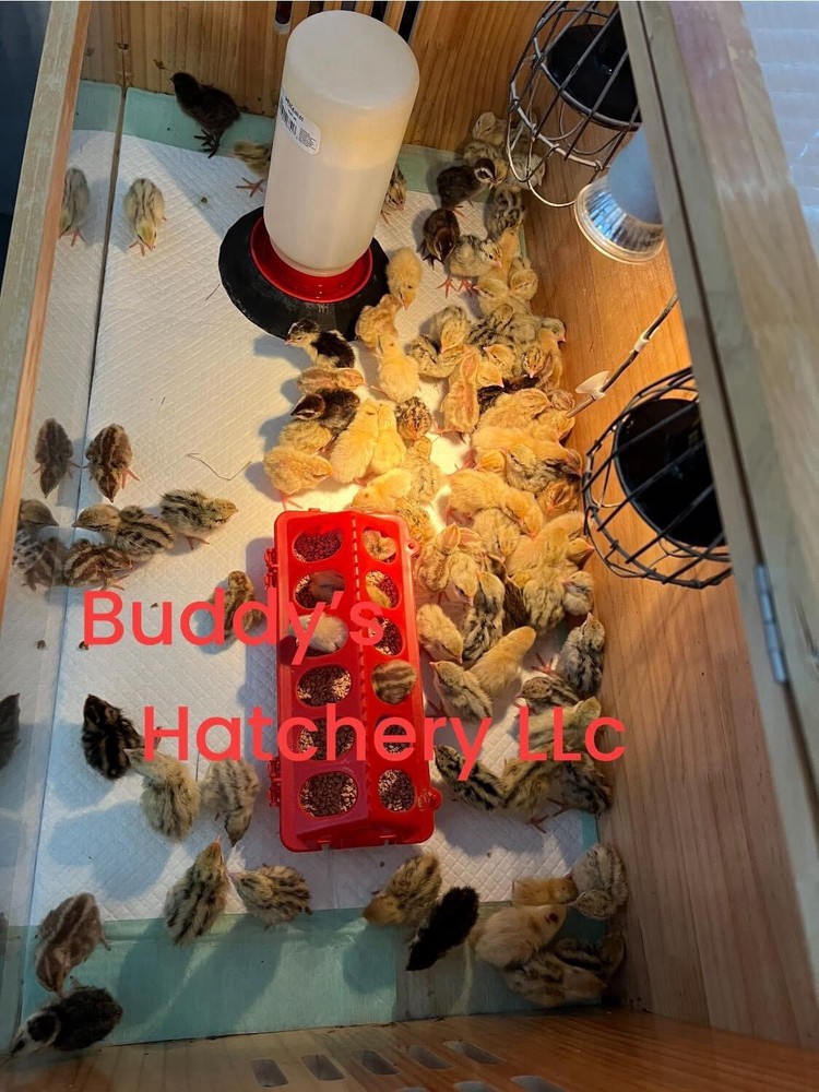 48 All Black Coturnix Quail Hatching Eggs