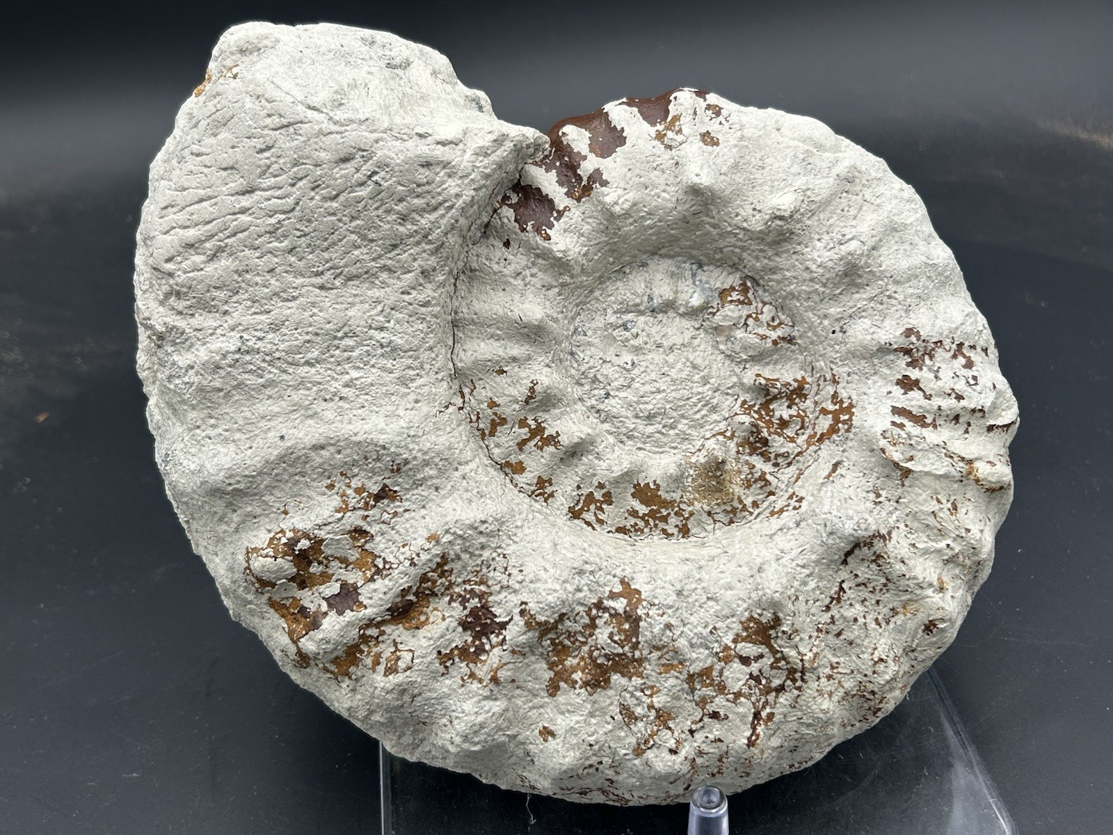 NICE 9.5” Dinosaur Age Mortoniceras Sp. Texas Fossil Ammonite! Both Sides Great!