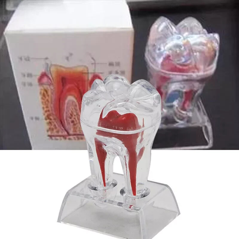 Dental Lab Crystal Base Hard Plastic Teeth Tooth Molar Model Separable For Study