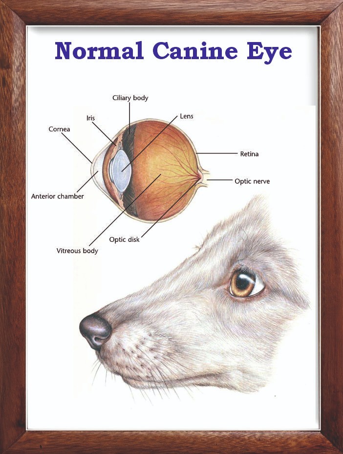 Normal Canine Eye Chart 12x18 inches
