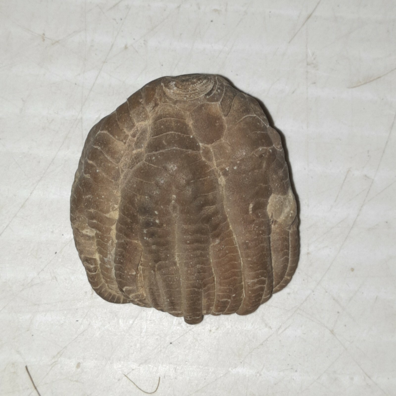 Crinoid Sarocrinus Mississippian Fossil Lake Monroe, Indiana