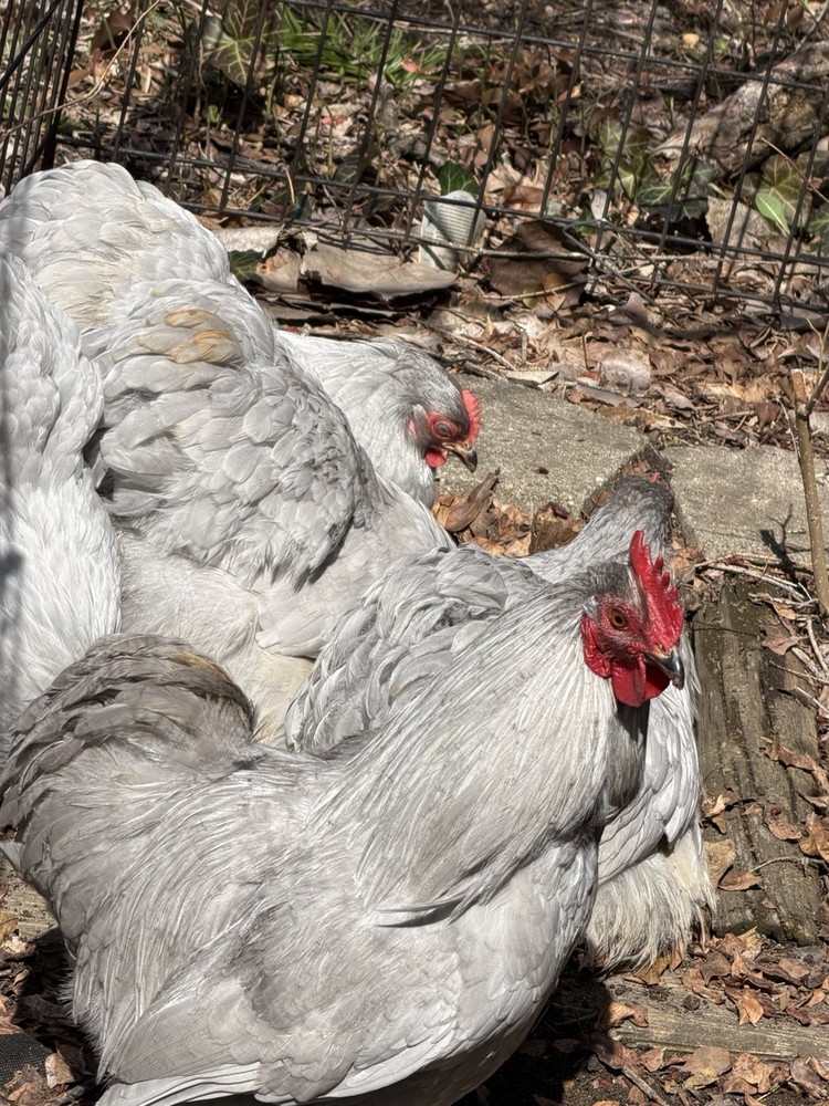 6+ Lavender (Self Blue) Bantam Cochin Hatching Eggs