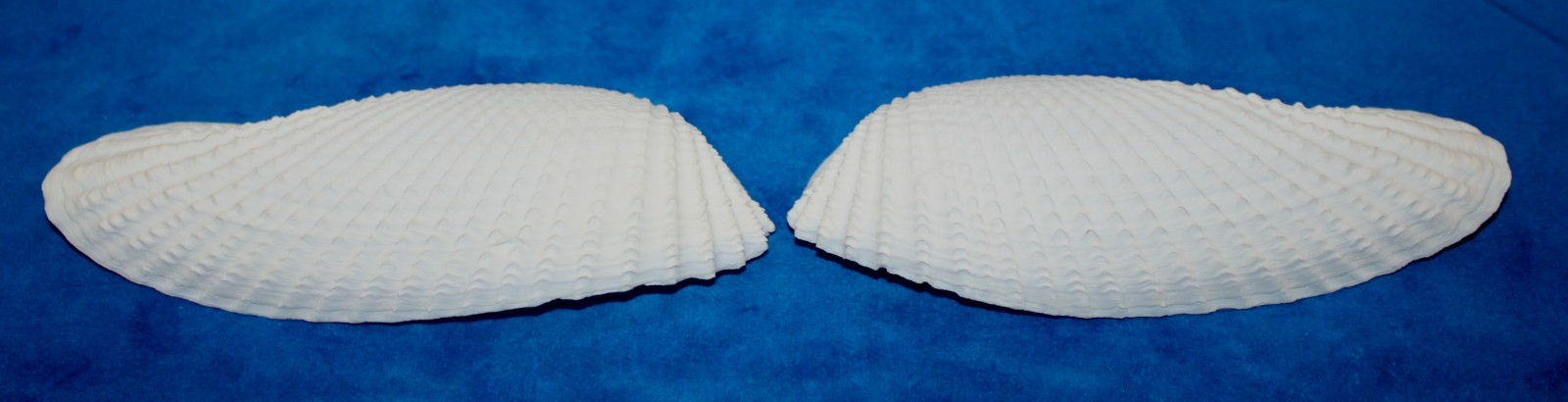 Seashell Angel Wings BIG cyrtopleura costata Florida 131mm F+ #S-16