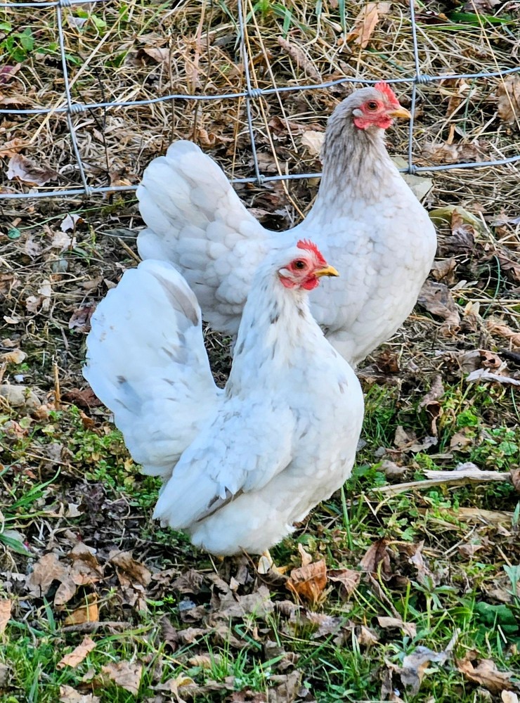 Kikiriki/Serama Mixed Hatching Eggs 12++