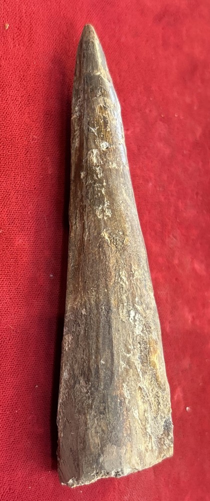 Authentic 4 1/2” Spinosaurus Tooth Fossil