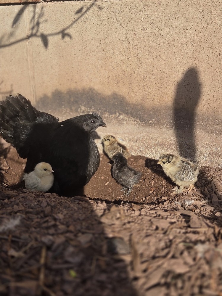 6+ Silkie Fertilized Eggs