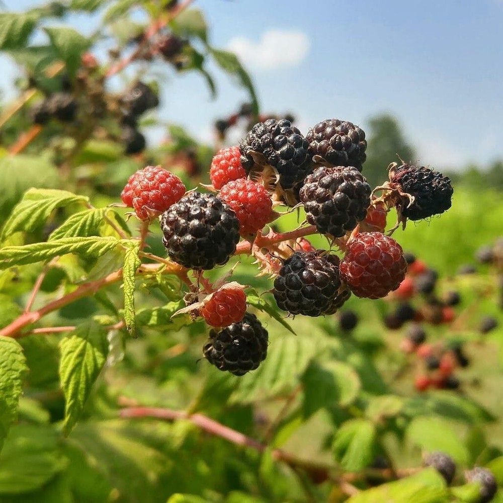 2 Wild Black Raspberry Plants - Bare Root Appalachian Harvest Rubus occidentalis