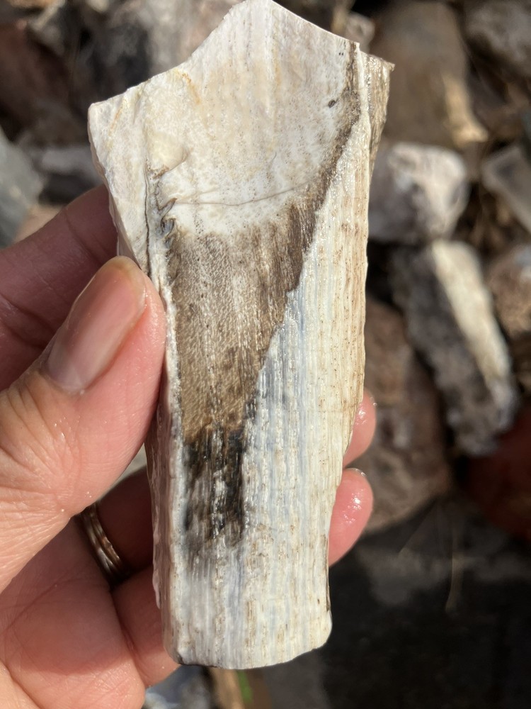Opalized Petrified Wood