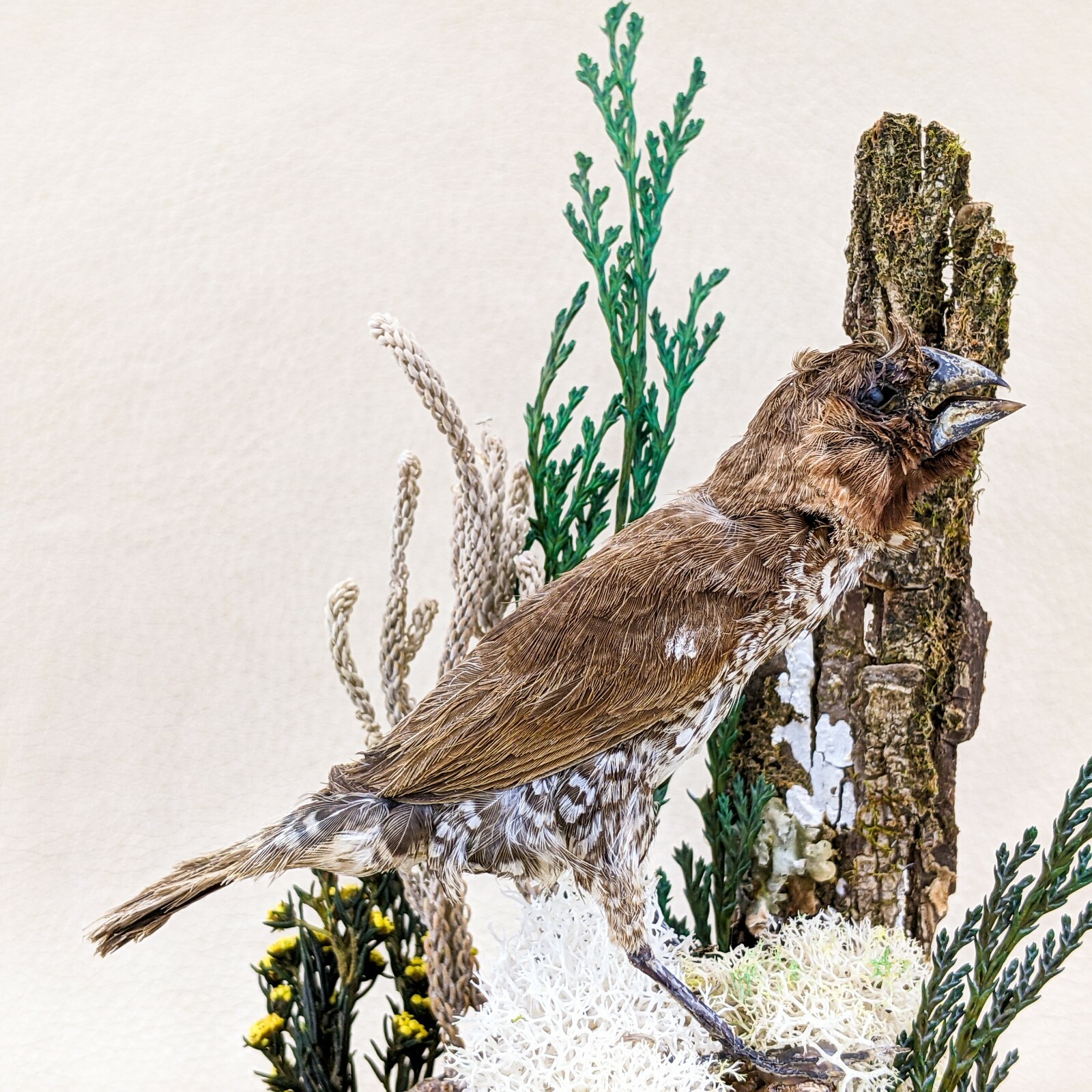 x25a Taxidermy oddities curiosities Spice Finch Bird Glass Dome Display decor