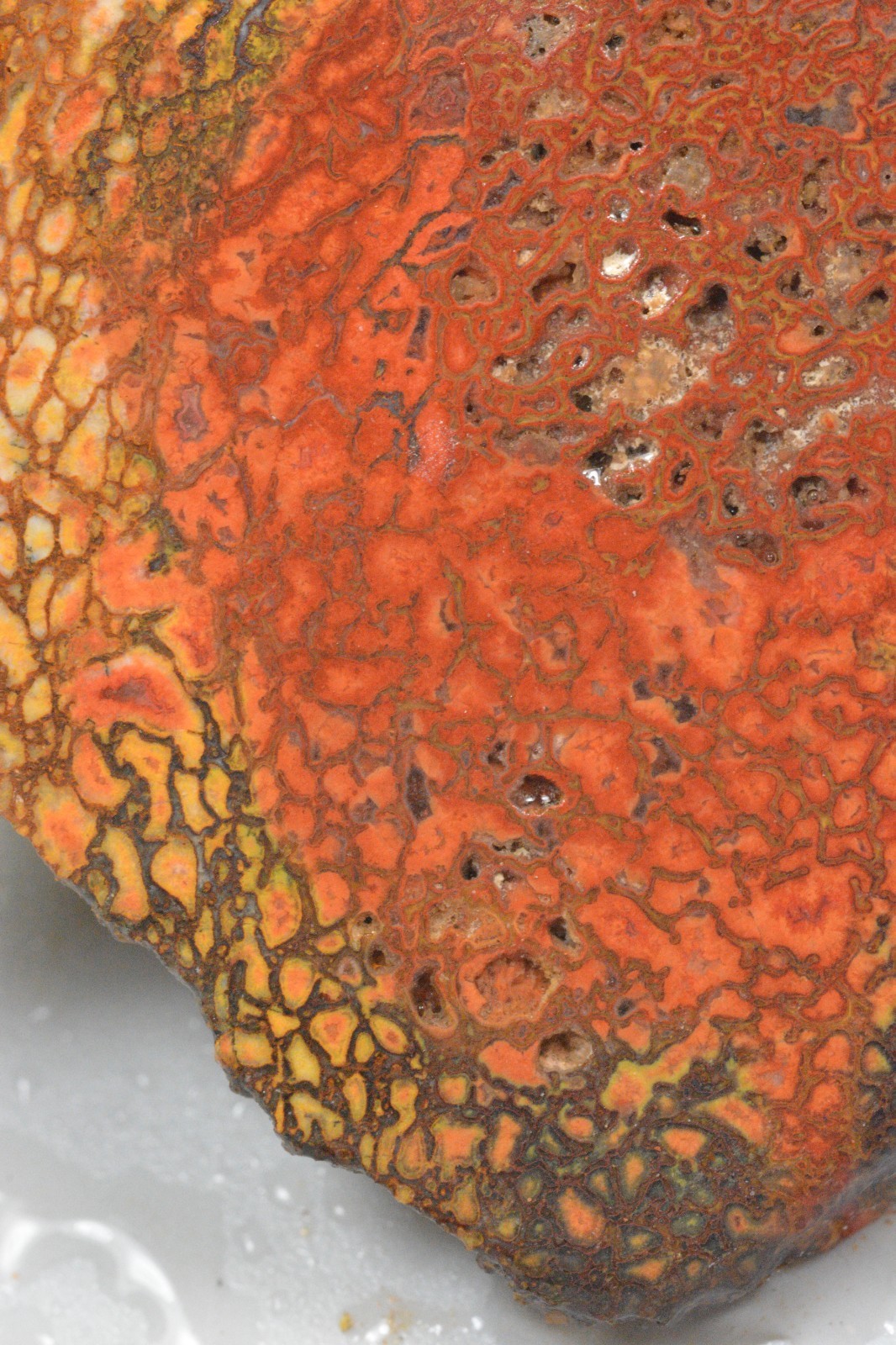 Orange Agatized Dinosaur Bone, New Mexico, 120 grams