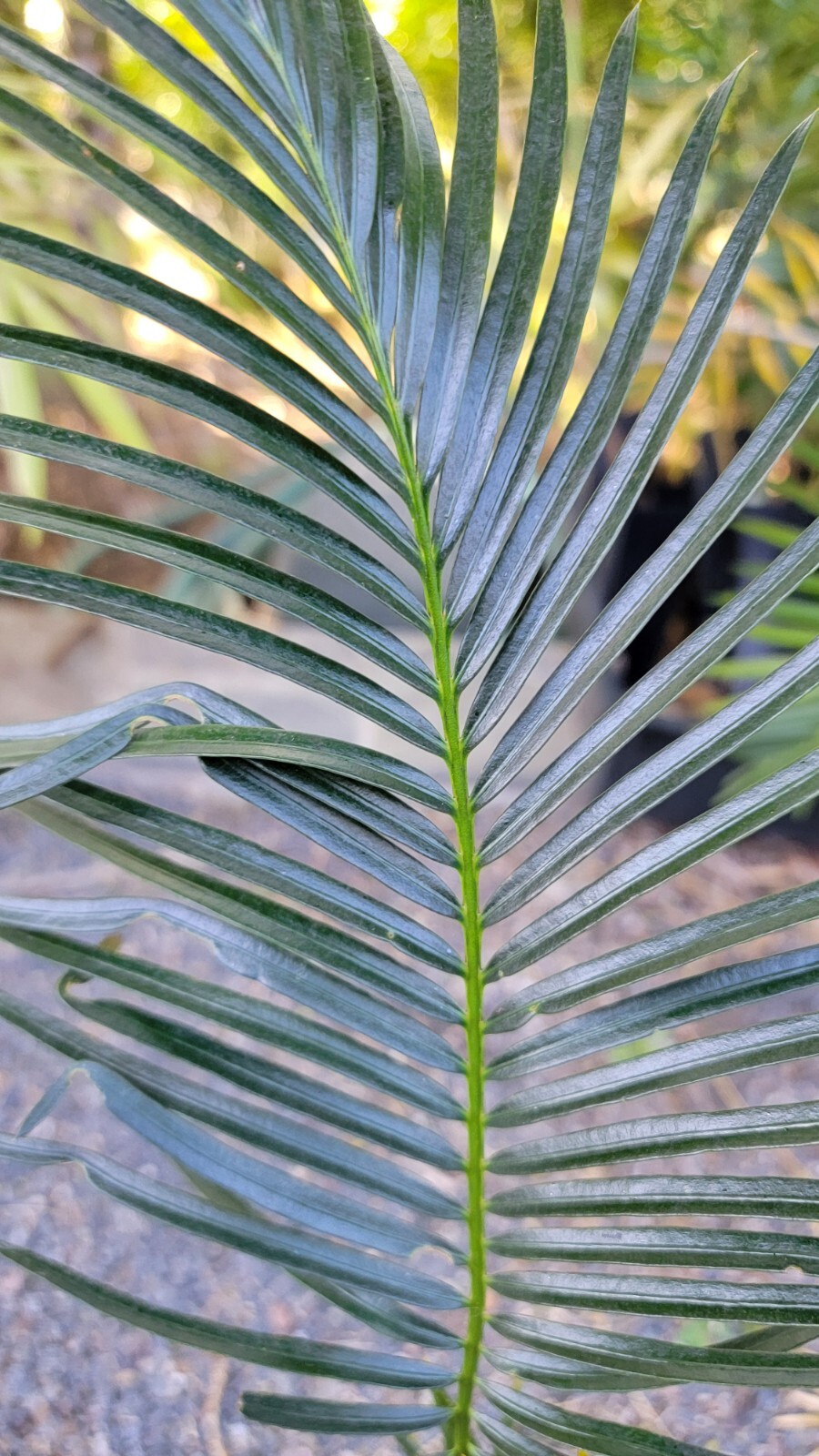 Cycas Panzhihuaensis Seedling