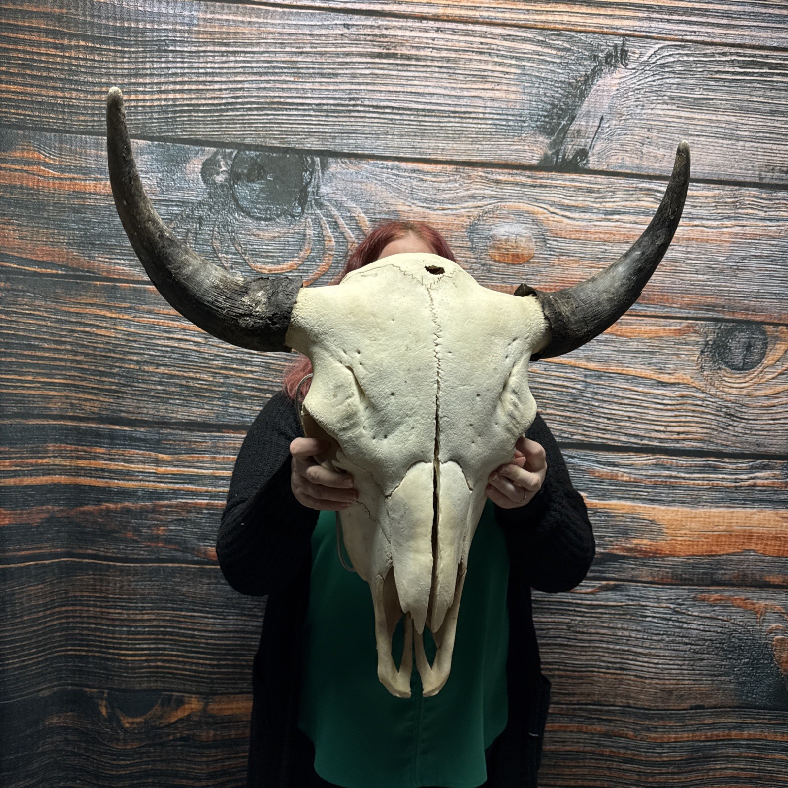 Real Trophy XL Bull Buffalo Bison Skull Horn Animal Mount Western Unique Cabin