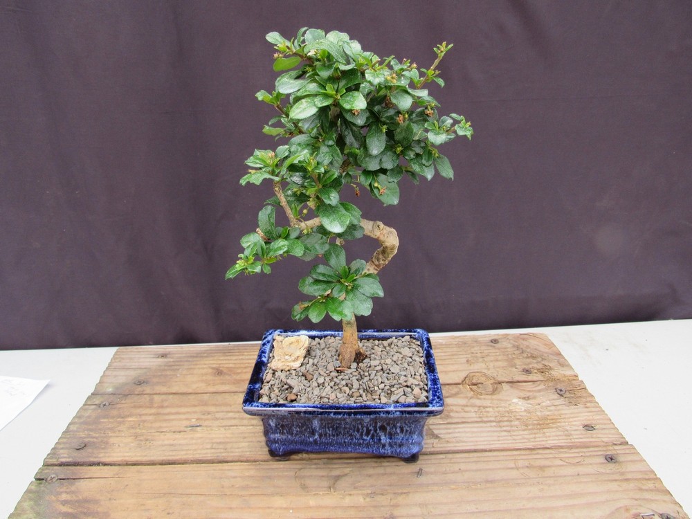 Fukien Tea Bonsai Tree - Small Curved Trunk Style
