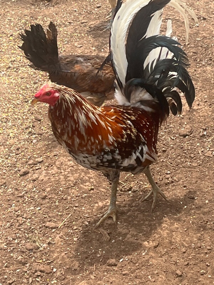 "(9+) LC Pure Spangled Mc American Chicken Hatching Eggs"