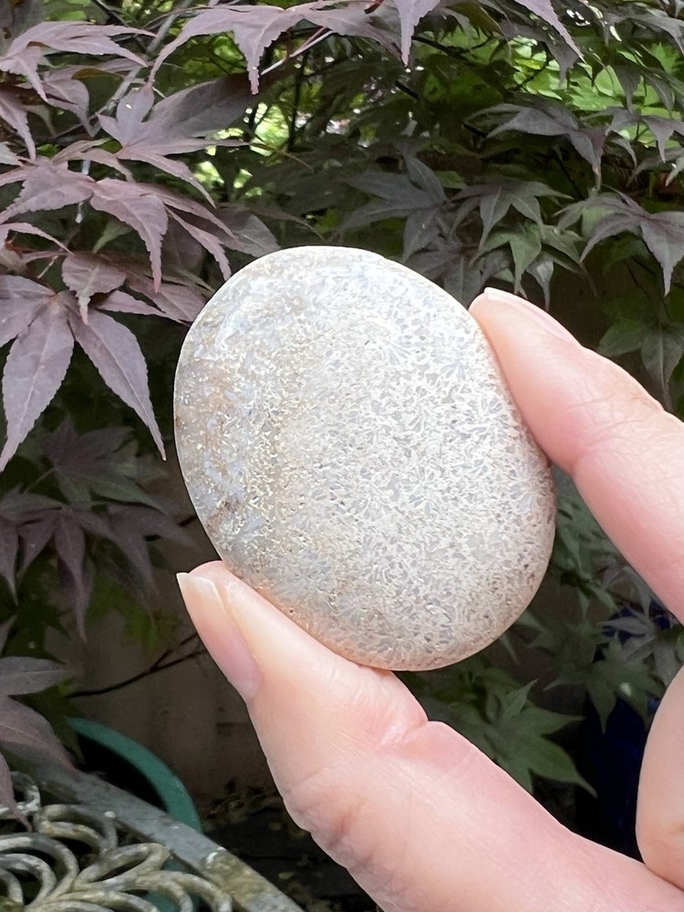 Fossilized Coral Crystal Palmstone AAA+ 38